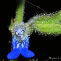 Salvia misella Kunth